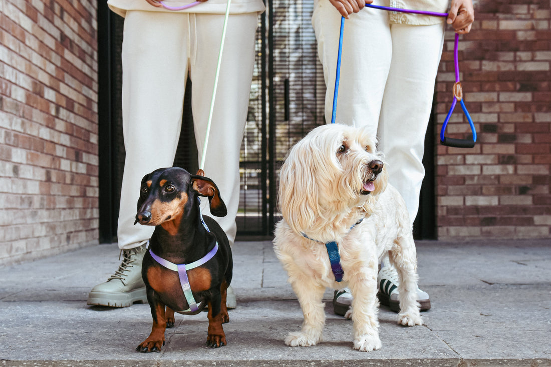 ¿Cuál es tu perro ideal?