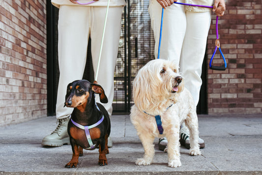 ¿Cuál es tu perro ideal?