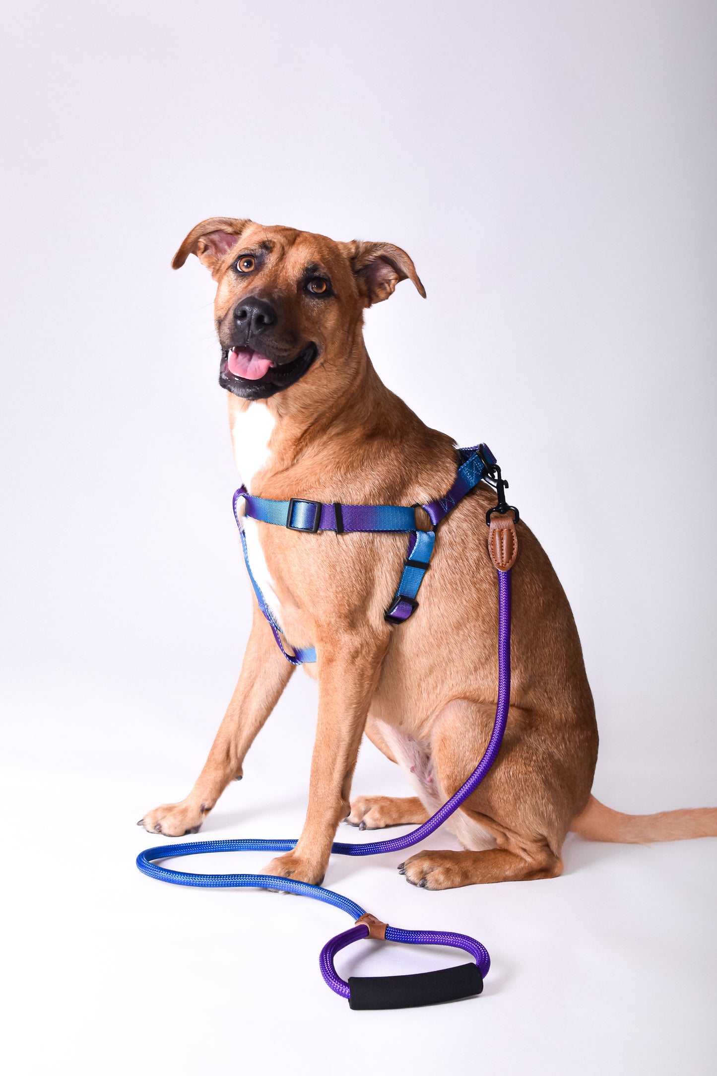 Kit correa + arnés para perro - NOGA store accesorios para perros, correas, comprar arneses, kits para perros, envíos a todo México, dónde comprar accesorios para perros
