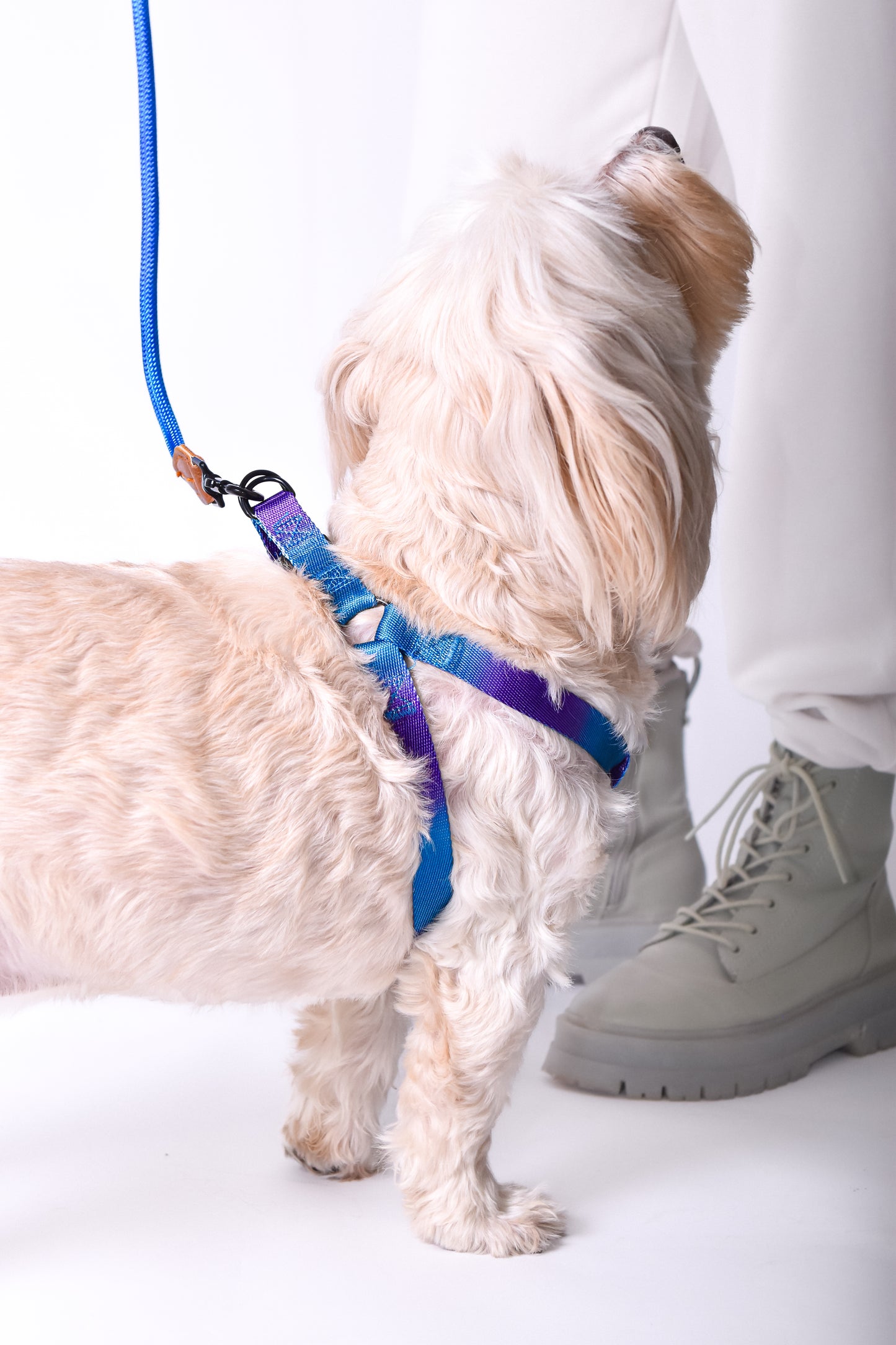 Kit correa + arnés para perro - NOGA store accesorios para perros, correas, comprar arneses, kits para perros, envíos a todo México, dónde comprar accesorios para perros