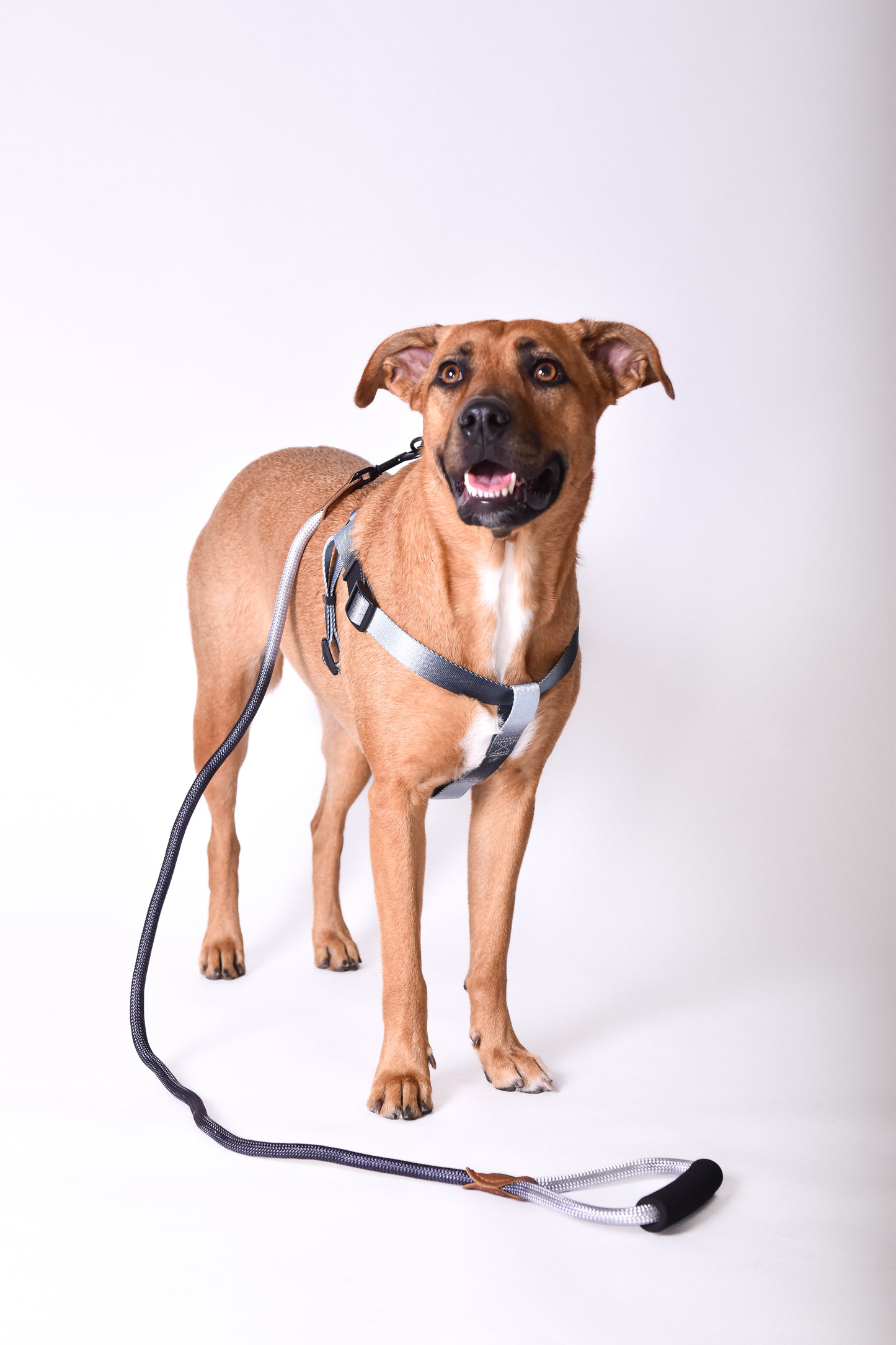 Kit correa + arnés para perro - NOGA store accesorios para perros, correas, comprar arneses, kits para perros, envíos a todo México, dónde comprar accesorios para perros