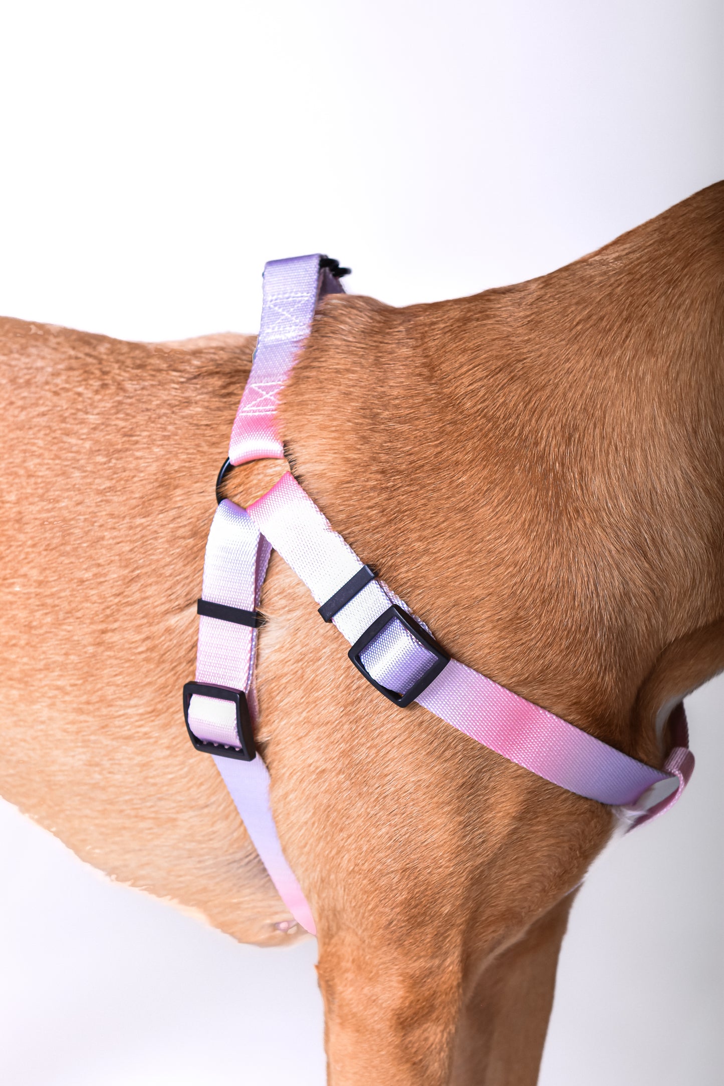 Kit correa + arnés para perro - NOGA store accesorios para perros, correas, comprar arneses, kits para perros, envíos a todo México, dónde comprar accesorios para perros