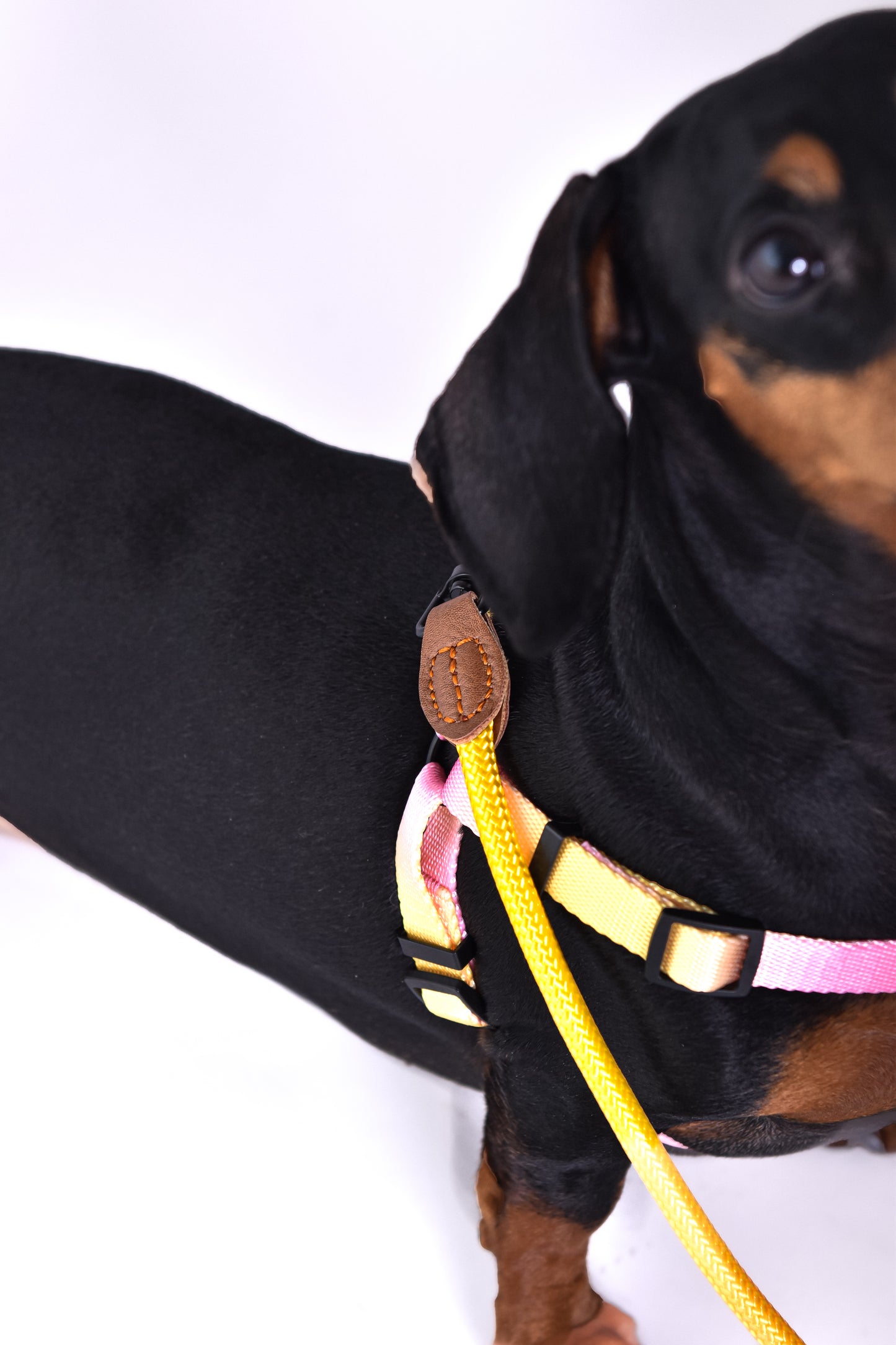 Kit correa + arnés para perro - NOGA store accesorios para perros, correas, comprar arneses, kits para perros, envíos a todo México, dónde comprar accesorios para perros