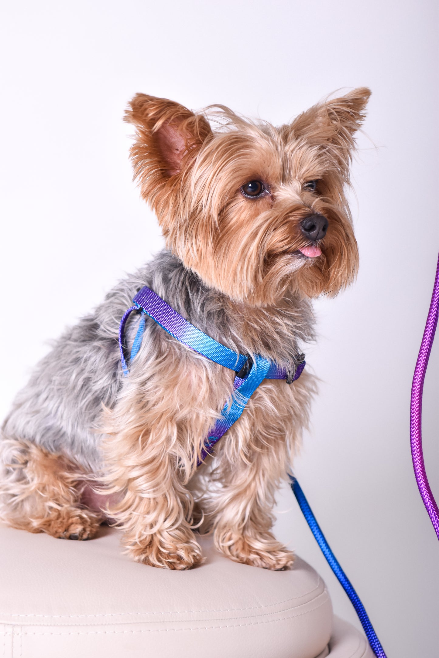 Kit correa + arnés para perro - NOGA store accesorios para perros, correas, comprar arneses, kits para perros, envíos a todo México, dónde comprar accesorios para perros