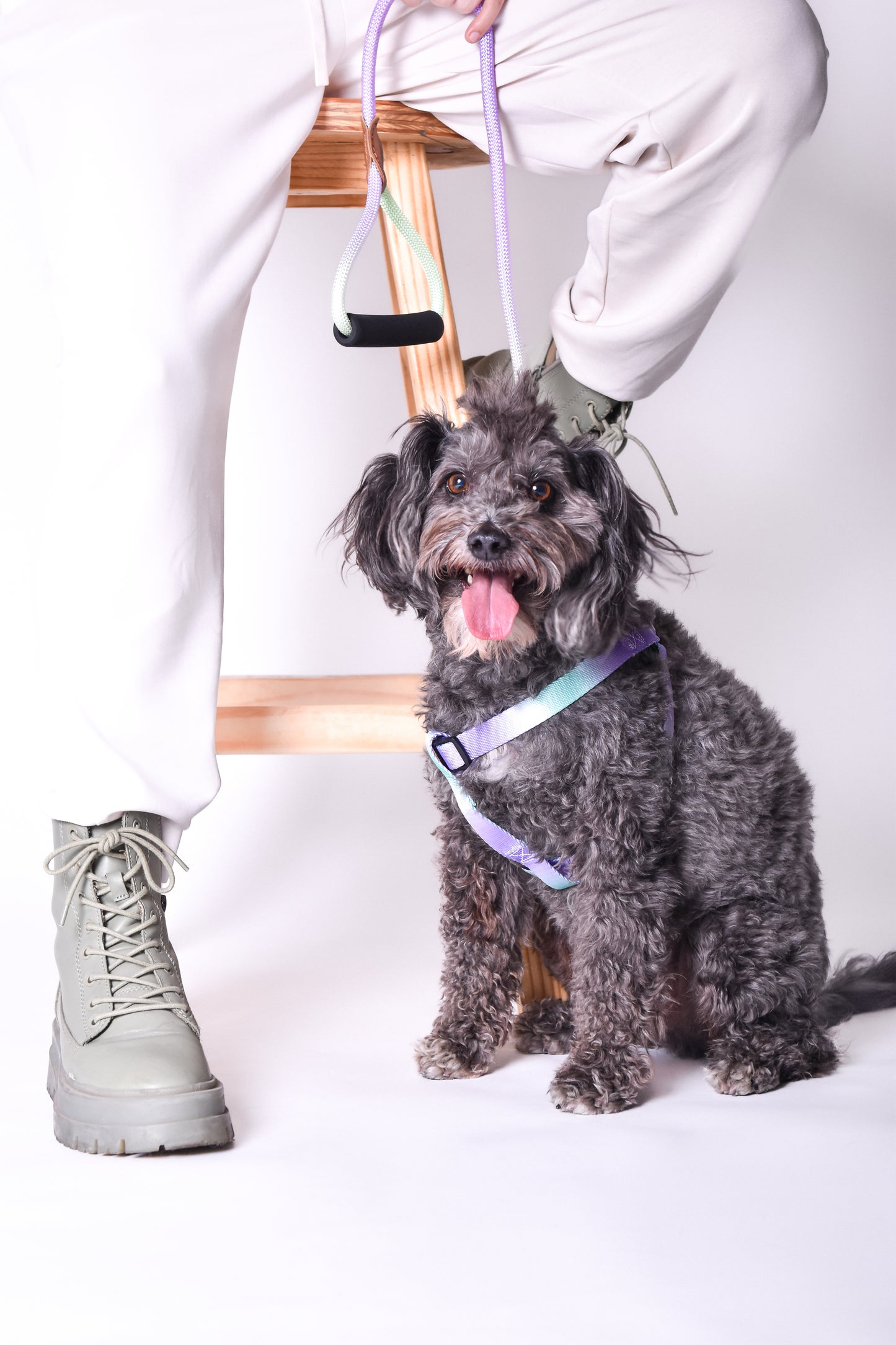 Kit correa + arnés para perro - NOGA store accesorios para perros, correas, comprar arneses, kits para perros, envíos a todo México, dónde comprar accesorios para perros